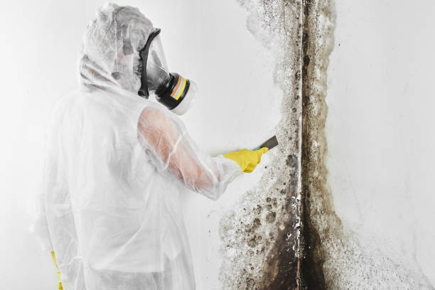 Best Commercial Mold Remediation in Riverview, MI